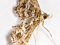Diasemiopsis ramburialis